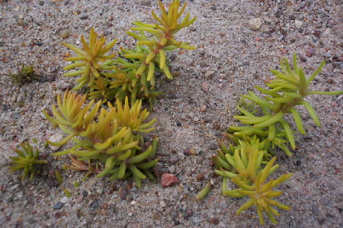 sedum sediforme cv.aureum